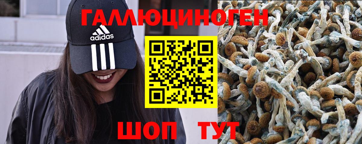 Псилоцибиновые грибы Psilocybine cubensis  Вход с VPN  Саяногорск 
